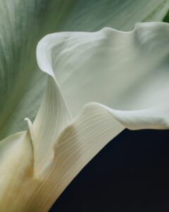 white flower lily
